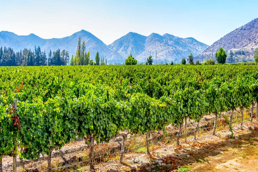 Maipo Valley Wine Tours